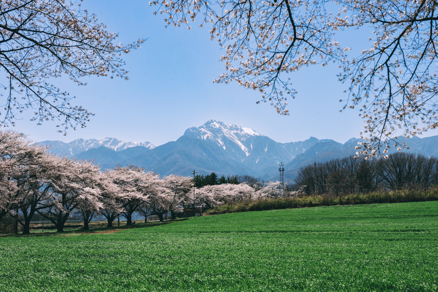 八ヶ岳の桜｜山高神代桜・眞原桜並木・牛池・蕪の桜並木・ワニ塚の桜